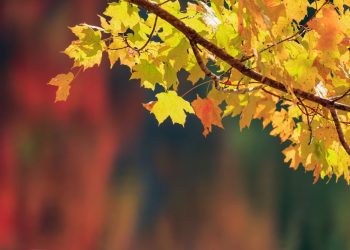 Нигоҳе ба вазоифи шавҳар нисбат ба зан