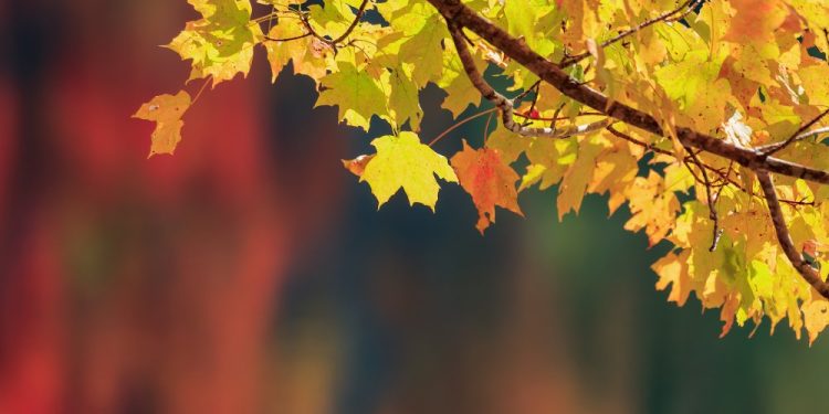 Нигоҳе ба вазоифи шавҳар нисбат ба зан