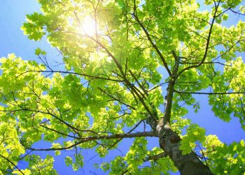 Нур ва торикӣ