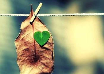 Бурду бохтҳо