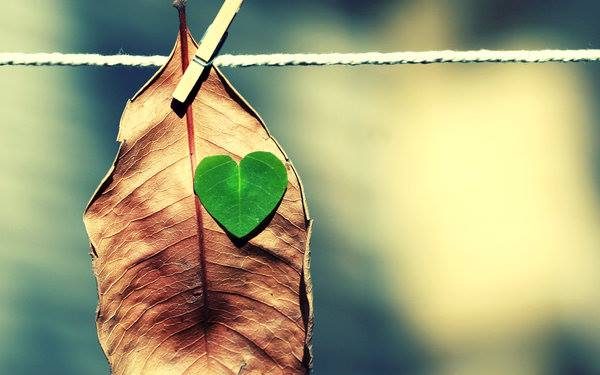 Бурду бохтҳо