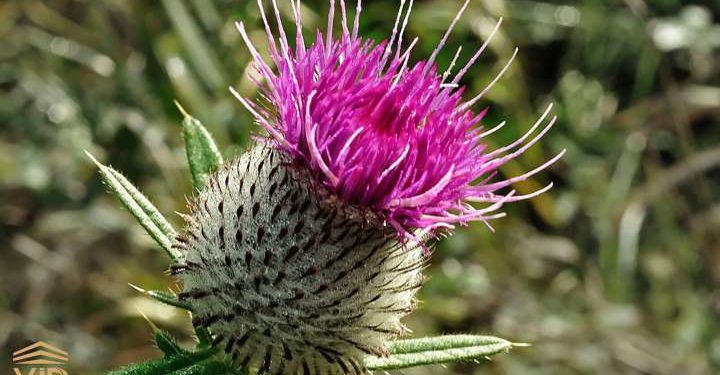 Вуҷуди шарру бадиҳо – чаро?