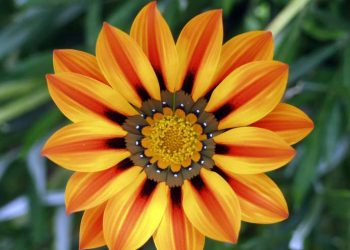 Адабомӯхтаи Худованд