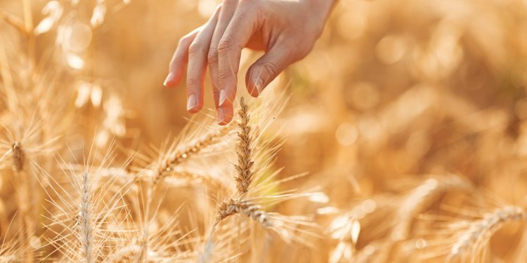 Қиматӣ дар шаҳри Мадина