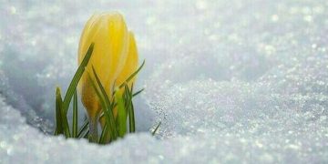 Гузашту бахшиш