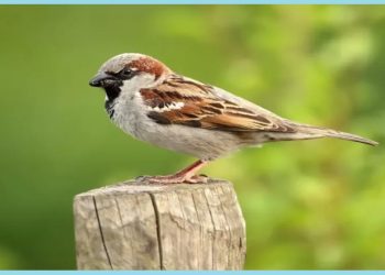 Чаро гунҷишк фирор мекунад