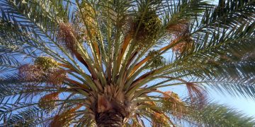 Таҳдиди дарвеш