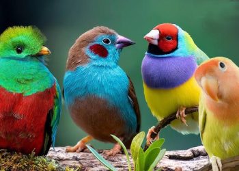 Меҳрубонӣ бо ҳайвонот