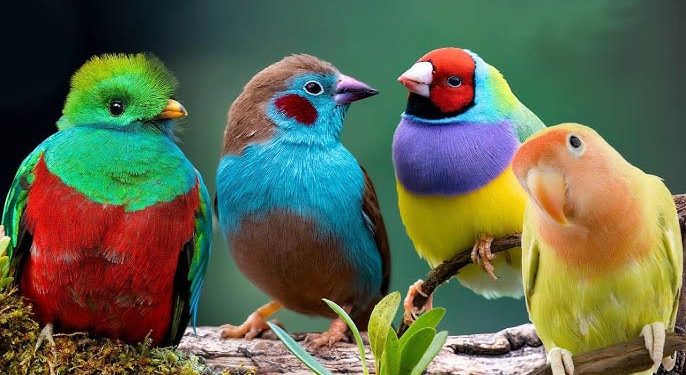 Меҳрубонӣ бо ҳайвонот