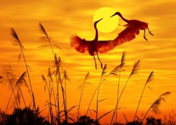 Масали осмон