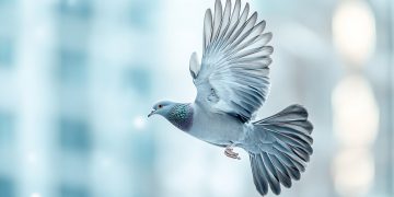 Озодӣ ва озодагӣ